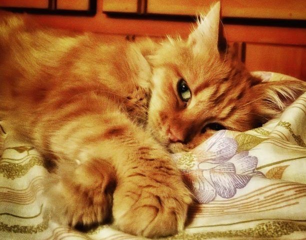 Μια γάτα που κακοποιήθηκε στη Σύρο βρέθηκε από τα αλώνια στα σαλόνια στην κυριολεξία